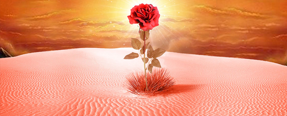 التراب والوَرد