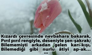kizardi cevresinde nevbahara 1